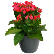 Kalanchoe rouge + Cache pot Anthracite